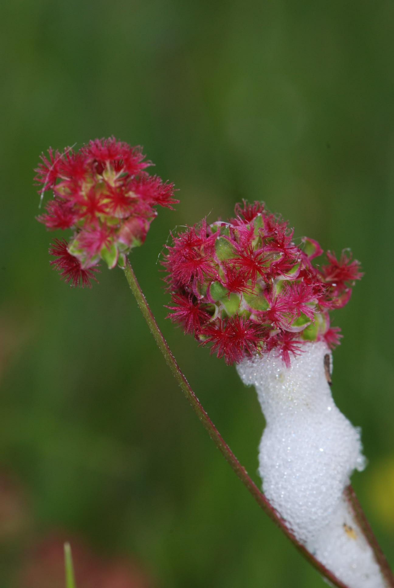 Sanguisorba minor / Salvastrella minore